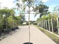 2x steeneik quercus ilex, leiboom, wintergroen, ca. 150 cm stamhoogte - afbeelding 1 van  2