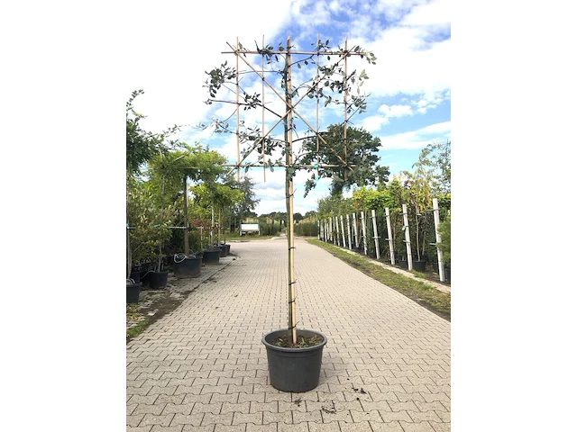 2x steeneik quercus ilex, leiboom, wintergroen, ca. 150 cm stamhoogte - afbeelding 2 van  2