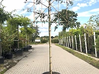 2x steeneik quercus ilex, leiboom, wintergroen, ca. 150 cm stamhoogte - afbeelding 2 van  2