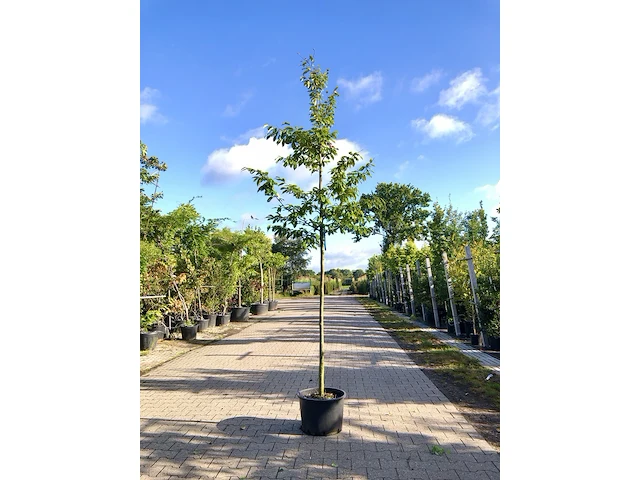 2x sycoparrotia semidecidua loofboom, rode herfstkleur, ca. 3 m hoog - afbeelding 1 van  3