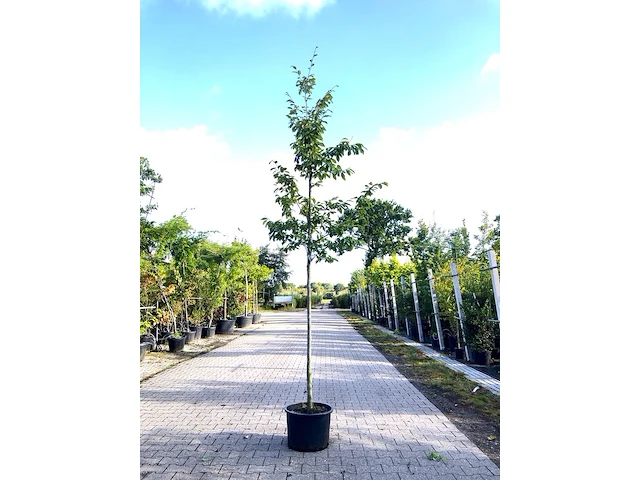 2x sycoparrotia semidecidua loofboom, rode herfstkleur, ca. 3 m hoog - afbeelding 2 van  3