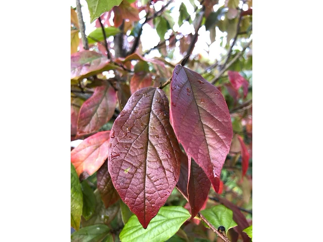 2x sycoparrotia semidecidua loofboom, rode herfstkleur, ca. 3 m hoog - afbeelding 3 van  3