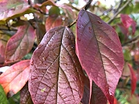 2x sycoparrotia semidecidua loofboom, rode herfstkleur, ca. 3 m hoog - afbeelding 3 van  3