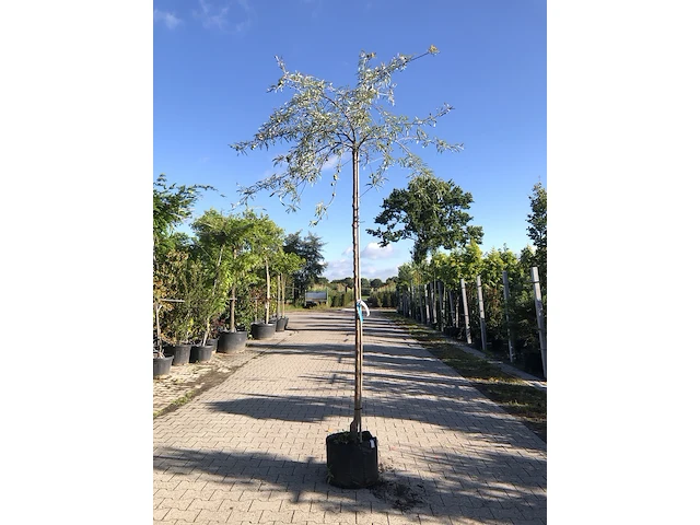 2x treursierpeer pyrus 'pendula', prieelboom, grijsgroen blad, ca. 3 m hoog - afbeelding 1 van  3