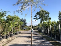 2x treursierpeer pyrus 'pendula', prieelboom, grijsgroen blad, ca. 3 m hoog - afbeelding 1 van  3
