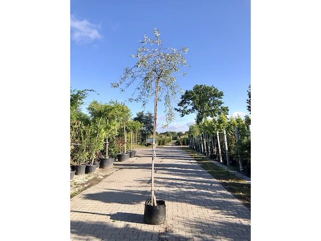 2x treursierpeer pyrus 'pendula', prieelboom, grijsgroen blad, ca. 3 m hoog - afbeelding 2 van  3
