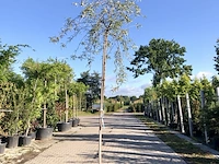2x treursierpeer pyrus 'pendula', prieelboom, grijsgroen blad, ca. 3 m hoog - afbeelding 2 van  3