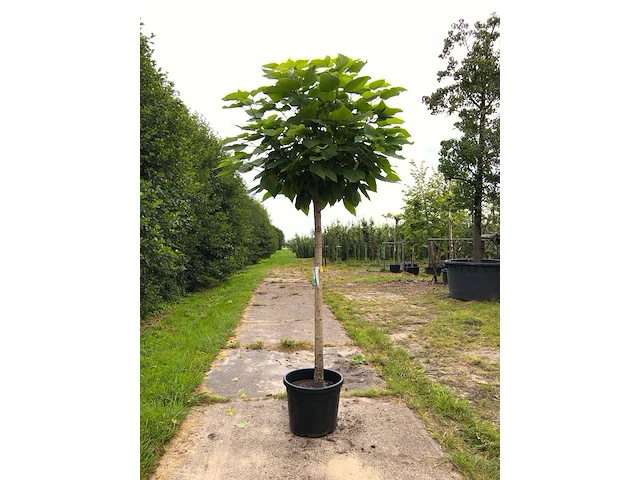 2x trompetboom catalpa 'nana', bolboom, ca. 160 cm stamhoogte - afbeelding 1 van  2