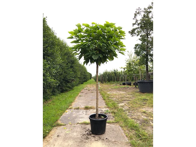 2x trompetboom catalpa 'nana', bolboom, ca. 160 cm stamhoogte - afbeelding 2 van  2