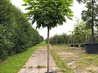 2x trompetboom catalpa 'nana', bolboom, ca. 160 cm stamhoogte - afbeelding 2 van  2