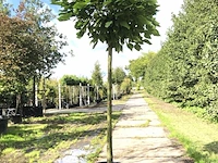 2x trompetboom catalpa 'nana', bolboom, ca. 180 cm stamhoogte - afbeelding 1 van  2