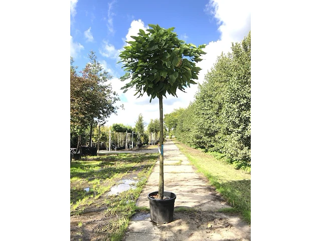 2x trompetboom catalpa 'nana', bolboom, ca. 180 cm stamhoogte - afbeelding 2 van  2