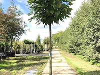 2x trompetboom catalpa 'nana', bolboom, ca. 180 cm stamhoogte - afbeelding 2 van  2