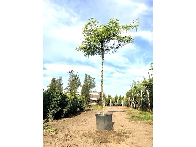 2x valse christusdoorn gleditsia 'sunburst', dakboom, geelgroen blad, ca. 250 cm stamhoogte - afbeelding 2 van  2