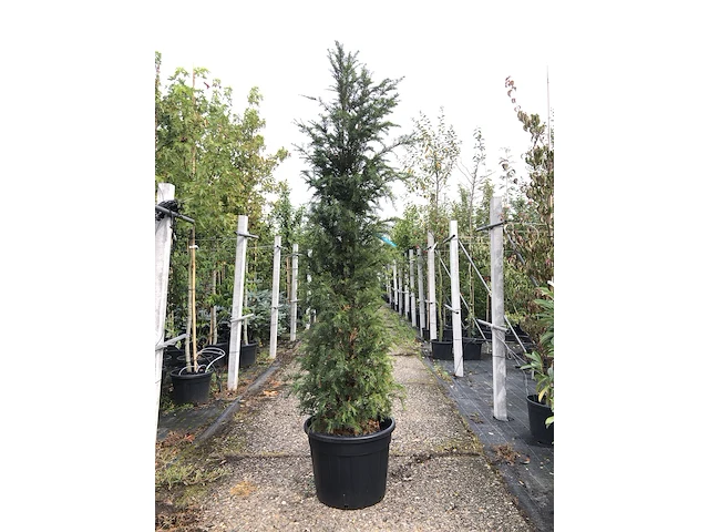 2x venijnboom taxus baccata, haagplant, wintergroen, ca. 225 cm hoog - afbeelding 1 van  2