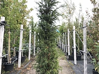2x venijnboom taxus baccata, haagplant, wintergroen, ca. 225 cm hoog - afbeelding 1 van  2