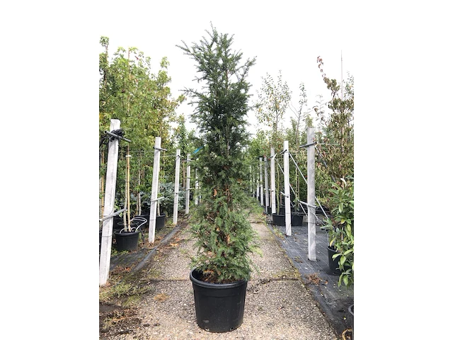 2x venijnboom taxus baccata, haagplant, wintergroen, ca. 225 cm hoog - afbeelding 2 van  2
