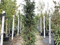 2x venijnboom taxus baccata, haagplant, wintergroen, ca. 225 cm hoog - afbeelding 2 van  2