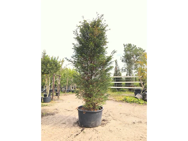 2x venijnboom taxus baccata, haagplant, wintergroen, ca. 300 cm hoog - afbeelding 1 van  2
