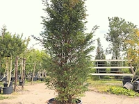 2x venijnboom taxus baccata, haagplant, wintergroen, ca. 300 cm hoog - afbeelding 1 van  2