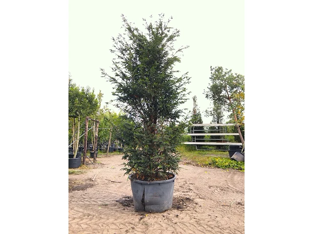 2x venijnboom taxus baccata, haagplant, wintergroen, ca. 300 cm hoog - afbeelding 2 van  2