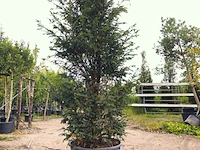 2x venijnboom taxus baccata, haagplant, wintergroen, ca. 300 cm hoog - afbeelding 2 van  2