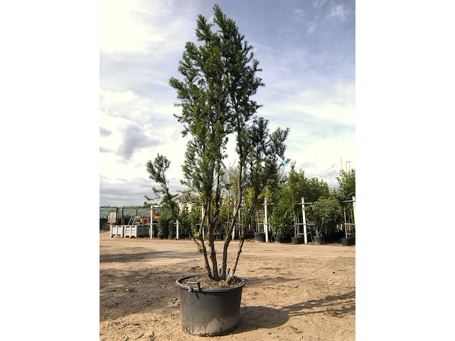 2x venijnboom taxus 'hicksii', meerstammig, wintergroen, ca. 250 cm hoog - afbeelding 1 van  2
