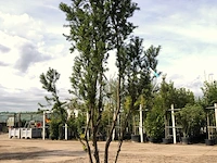 2x venijnboom taxus 'hicksii', meerstammig, wintergroen, ca. 250 cm hoog - afbeelding 1 van  2