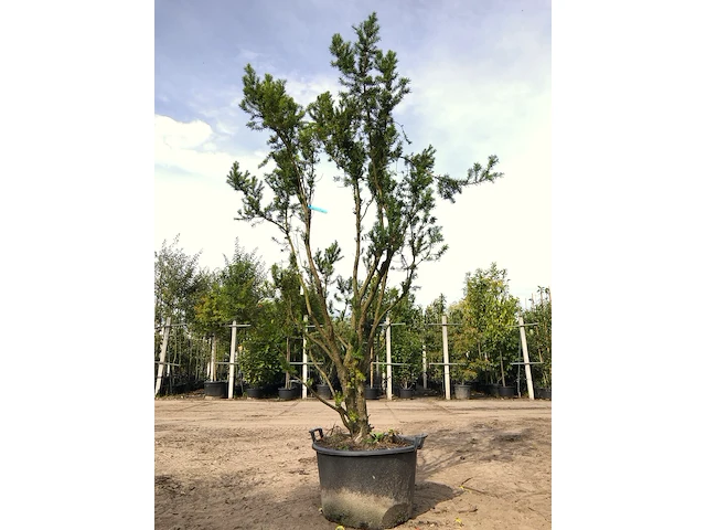 2x venijnboom taxus 'hicksii', meerstammig, wintergroen, ca. 250 cm hoog - afbeelding 2 van  2