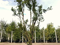 2x venijnboom taxus 'hicksii', meerstammig, wintergroen, ca. 250 cm hoog - afbeelding 2 van  2
