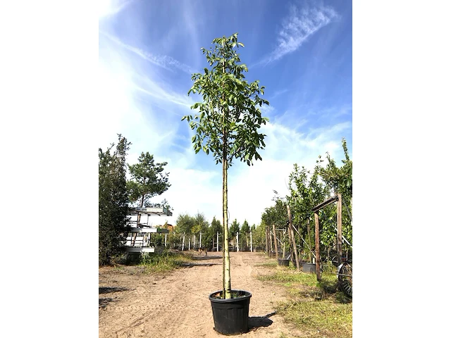 2x walnotenboom juglans 'chandler', vruchtboom, vruchtdragend, ca. 3 m hoog - afbeelding 1 van  2