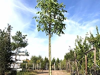 2x walnotenboom juglans 'chandler', vruchtboom, vruchtdragend, ca. 3 m hoog - afbeelding 1 van  2