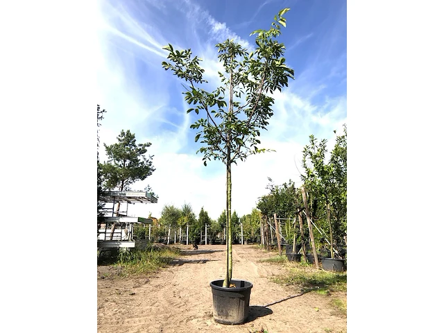 2x walnotenboom juglans 'chandler', vruchtboom, vruchtdragend, ca. 3 m hoog - afbeelding 2 van  2