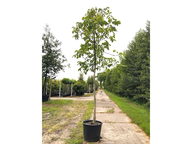 2x walnotenboom juglans regia, vruchtboom, ca. 4 m hoog - afbeelding 1 van  2