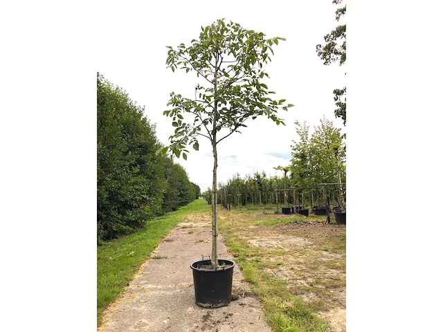 2x walnotenboom juglans regia, vruchtboom, ca. 4 m hoog - afbeelding 2 van  2