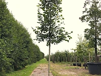 2x winterlinde tilia cordata, ca. 4 m hoog - afbeelding 1 van  2
