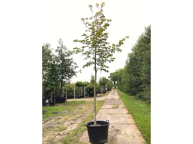 2x winterlinde tilia cordata, ca. 4 m hoog - afbeelding 2 van  2