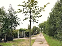 2x winterlinde tilia cordata, ca. 4 m hoog - afbeelding 2 van  2
