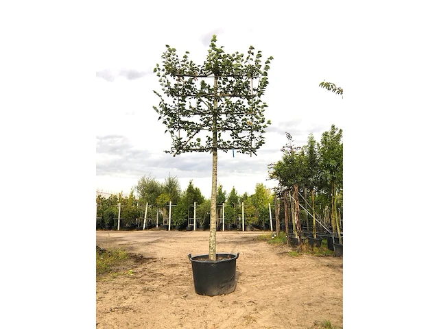 2x winterlinde tilia cordata, leiboom, ca. 200 cm stamhoogte - afbeelding 1 van  2