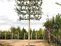 2x winterlinde tilia cordata, leiboom, ca. 200 cm stamhoogte - afbeelding 1 van  2
