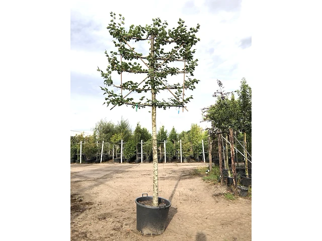 2x winterlinde tilia cordata, leiboom, ca. 200 cm stamhoogte - afbeelding 2 van  2
