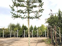 2x winterlinde tilia cordata, leiboom, ca. 200 cm stamhoogte - afbeelding 2 van  2