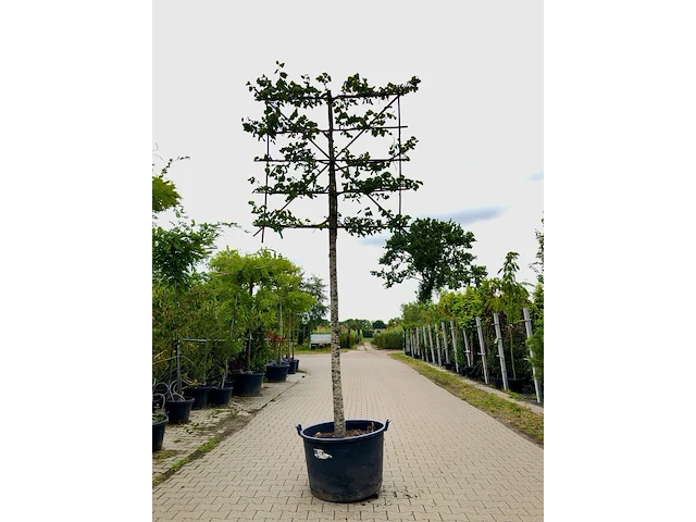 2x winterlinde tilia cordata, leiboom, ca. 200 cm stamhoogte - afbeelding 1 van  2