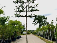 2x winterlinde tilia cordata, leiboom, ca. 200 cm stamhoogte - afbeelding 1 van  2