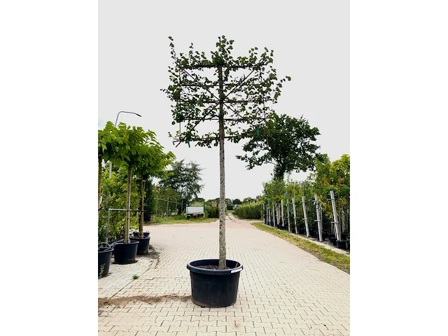 2x winterlinde tilia cordata, leiboom, ca. 200 cm stamhoogte - afbeelding 2 van  2