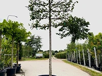 2x winterlinde tilia cordata, leiboom, ca. 200 cm stamhoogte - afbeelding 2 van  2
