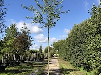 2x witte els alnus incana, ca. 4 m hoog - afbeelding 1 van  2