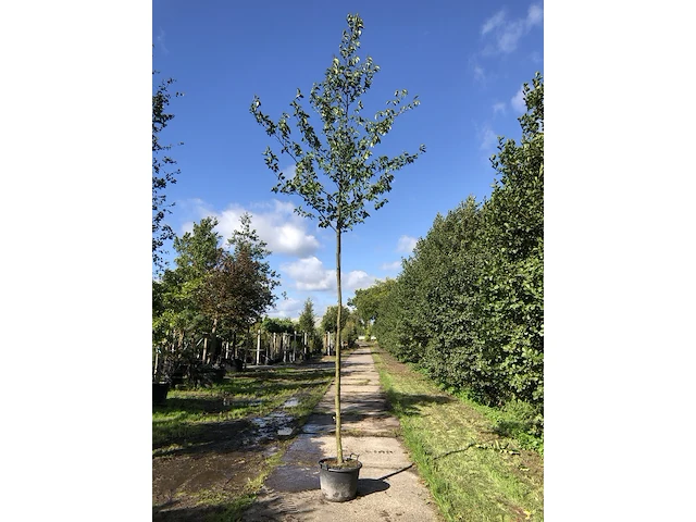 2x witte els alnus incana, ca. 4 m hoog - afbeelding 2 van  2