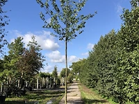 2x witte els alnus incana, ca. 4 m hoog - afbeelding 2 van  2