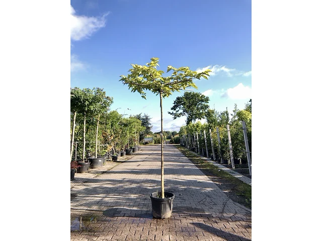2x witte moerbei morus 'fruitless', dakboom, ca. 200 cm stamhoogte - afbeelding 1 van  2